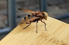 Volucella zonaria