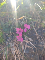 Dianthus glacialis