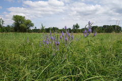 Veronica longifolia longifolia