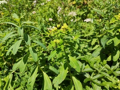 Euphorbia austriaca