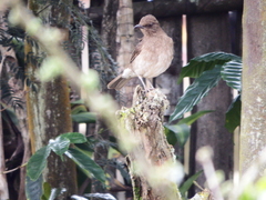 Turdus ignobilis