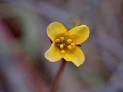 Roepera angustifolia