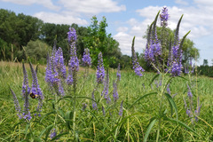 Veronica longifolia longifolia