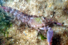 Alpheus novaezealandiae