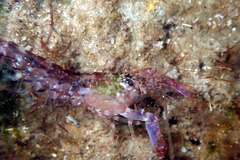 Alpheus novaezealandiae