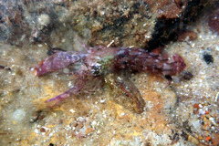 Alpheus novaezealandiae