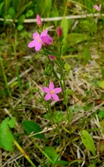 Centaurium littorale uliginosum