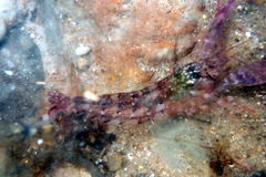 Alpheus novaezealandiae