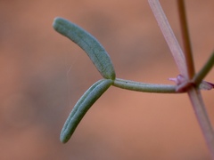 Roepera angustifolia