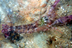 Alpheus novaezealandiae