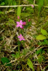 Centaurium littorale uliginosum