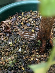 Neptis sappho intermedia