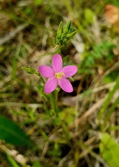 Centaurium littorale uliginosum