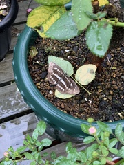 Neptis sappho intermedia