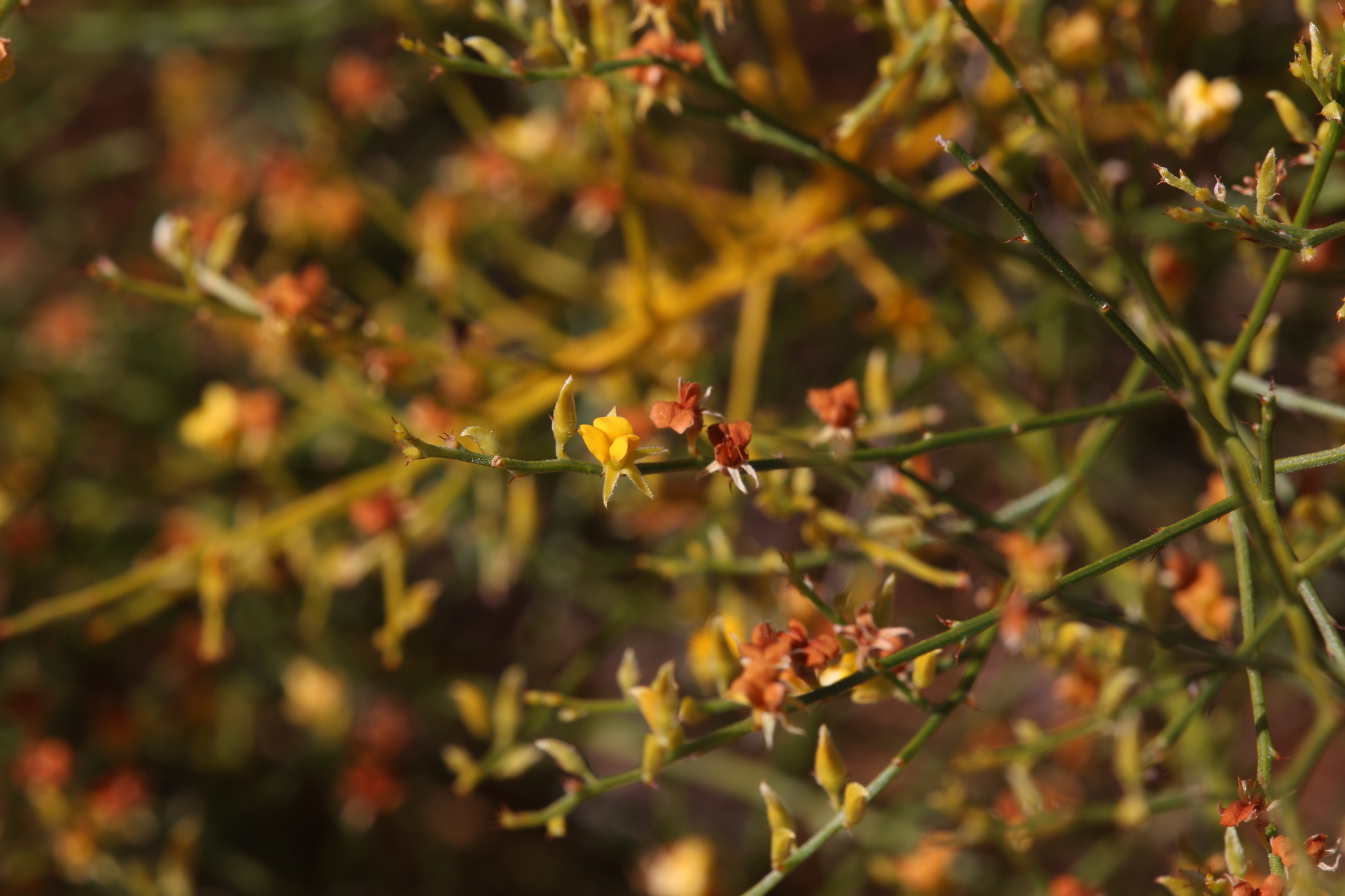 Jacksonia aculeata