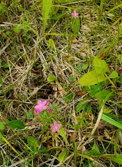 Centaurium littorale uliginosum