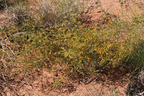 Image of Jacksonia Aculeata (Jacksonia aculeata) by (c) Hugo Innes, some rights reserved (CC BY)