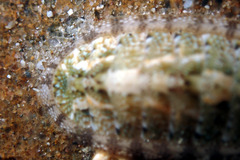 Ischnochiton thomasi