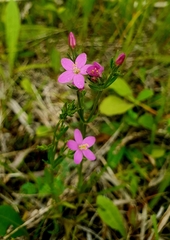 Centaurium littorale uliginosum