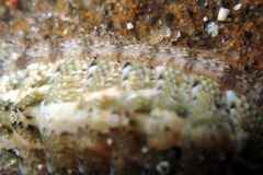 Ischnochiton thomasi