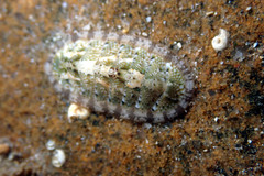 Ischnochiton thomasi