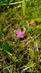 Centaurium littorale uliginosum