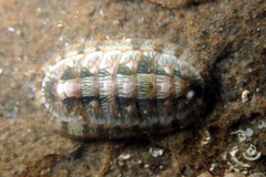 Ischnochiton smaragdinus