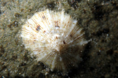 Siphonaria zelandica