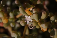 Trianthema turgidifolium