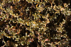 Trianthema turgidifolium