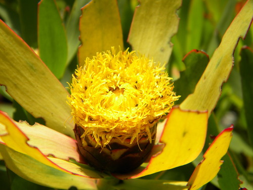 Image of Leucadendron sessile by no rights reserved