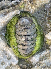 Acanthopleura gemmata