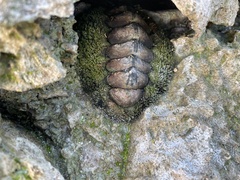 Acanthopleura gemmata