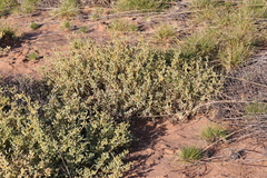 Trianthema turgidifolium