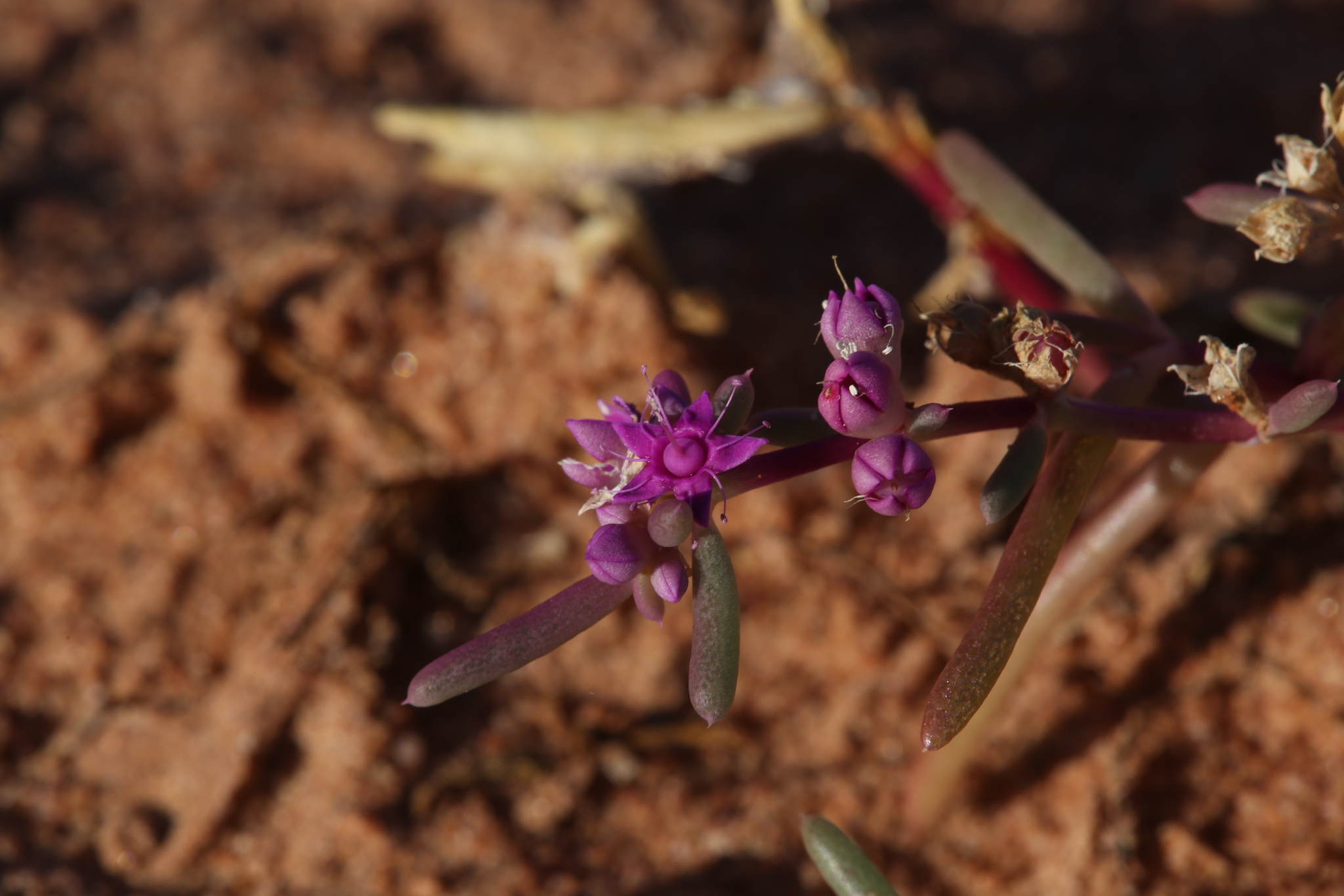 Trianthema cusackianum