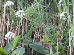 Cicuta virosa