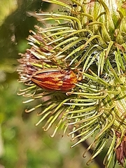 Odontotarsus