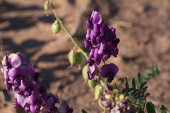 Swainsona pterostylis