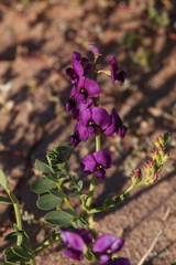 Swainsona pterostylis