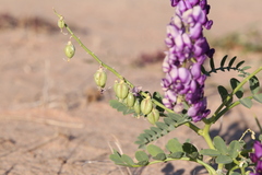 Swainsona pterostylis