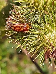Odontotarsus