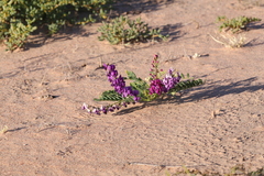 Swainsona pterostylis