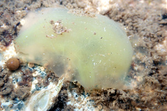 Phlebobranchia