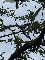 Psaltriparus minimus