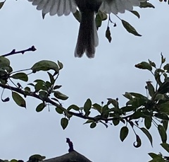 Psaltriparus minimus