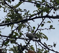 Psaltriparus minimus