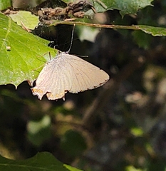 Satyrium esculi