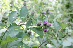 Arctium minus