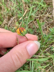 Lotus suaveolens