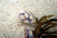 Botrylloides perspicuus